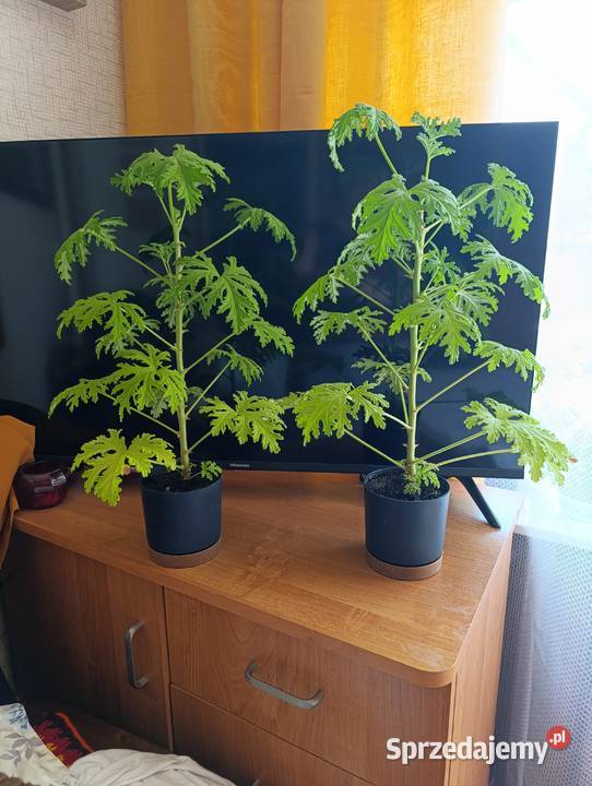 Geranium anginka cytrynka kwiatek doniczkowy małopolskie Kraków