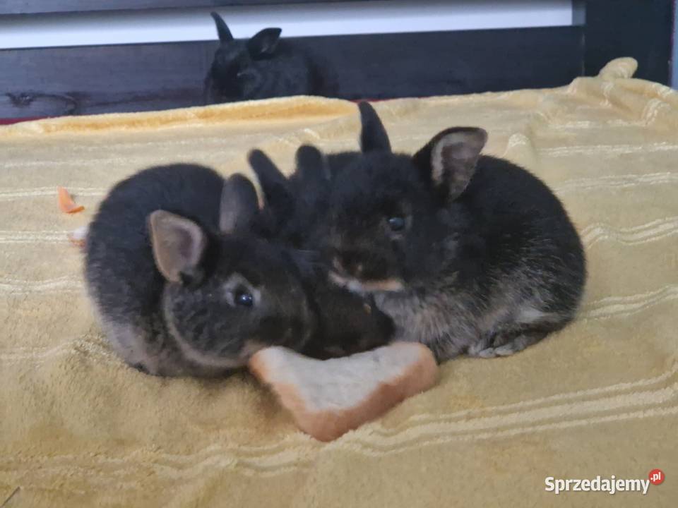 Kroliczek miniaturka Kraków sprzedam