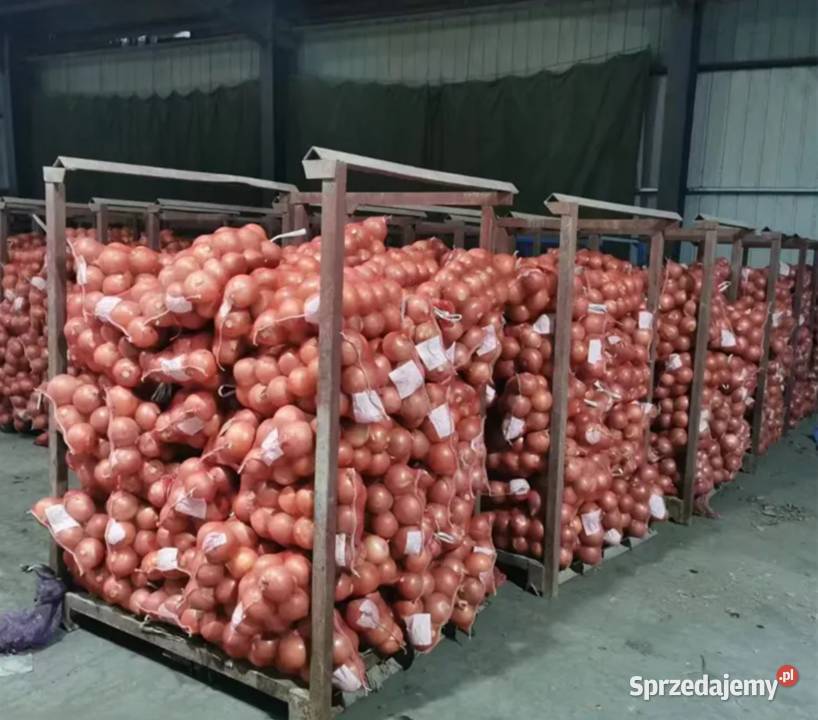 świeża cebula Oświęcim