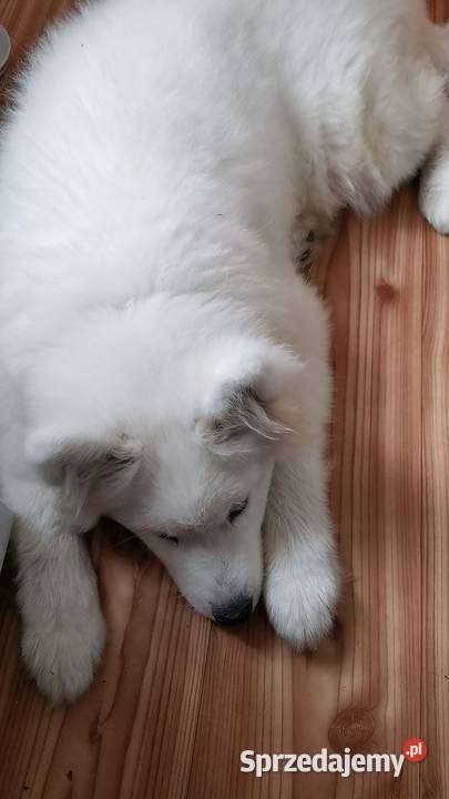 Samojed piesek 5mcy Championie Polski mazowieckie