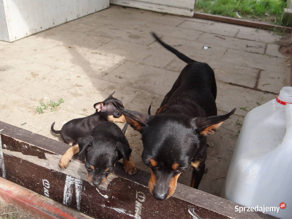 Pinczer ratlerek ratlerki miniaturka mazowieckie Wierzbica sprzedam