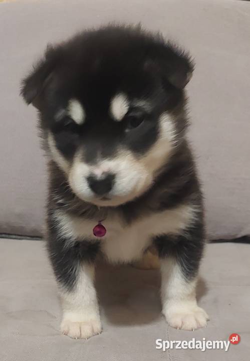 Alaskan Malamute suka szczenię Przemyśl sprzedam