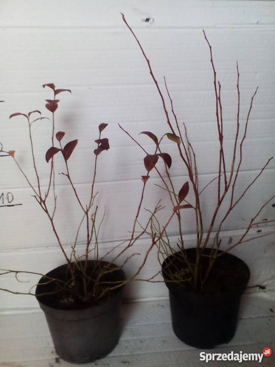 sadzonki borówki amerykańskiej 2L łódzkie Zgierz