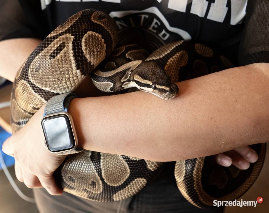 PYTON KRÓLEWSKI SAMICA Warszawa