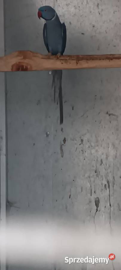 Aleksandretty obrożne samica lęgowa fiolet głowa wielkopolskie Rawicz sprzedam