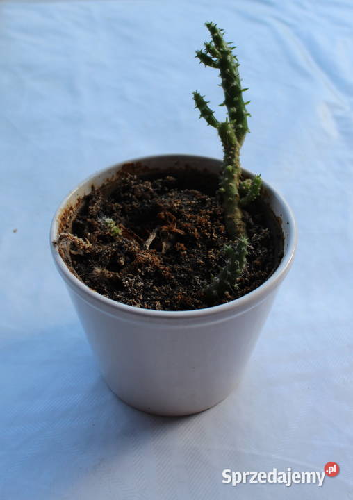 SUKULENTY KAKTUSY ŻYWE 5 RODZAJÓW 47 KWIATY śląskie Bielsko-Biała