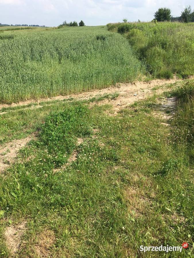 Udział 12 Działka gruntowa 11732 Blinów Pierwszy