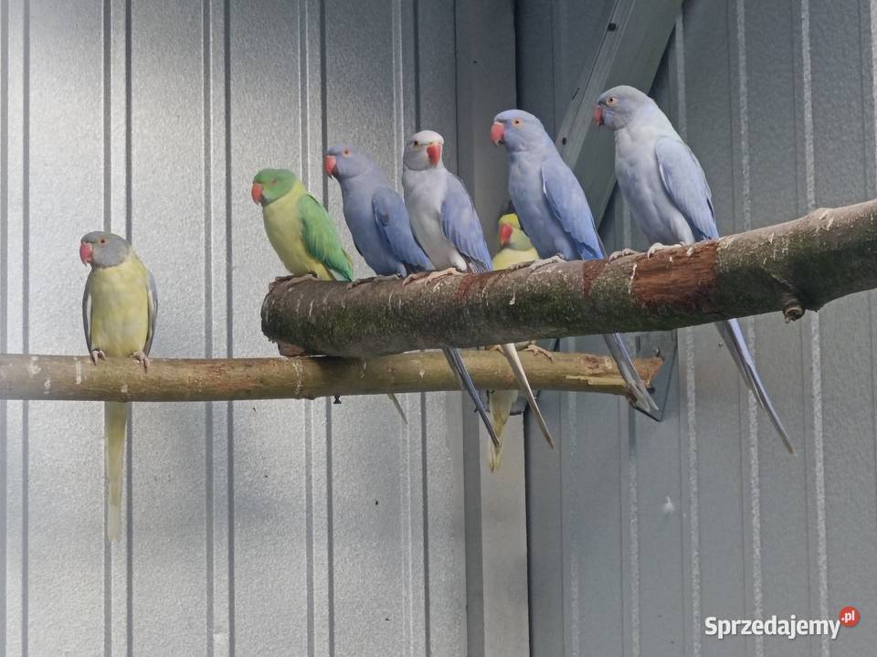 Akeksandretty obrożne Płońsk