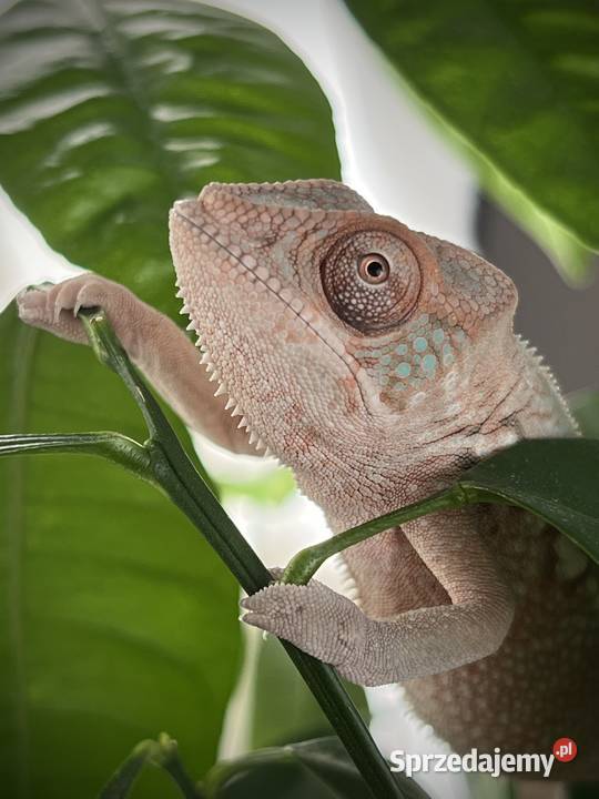 Kameleon lamparci 4 samiczki Tczew