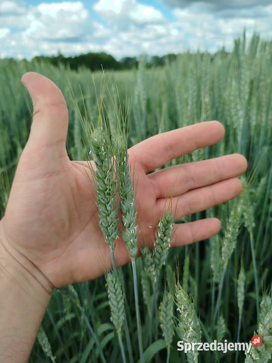 Pszenica jara przewódka czyszczona podkarpackie Wrzawy