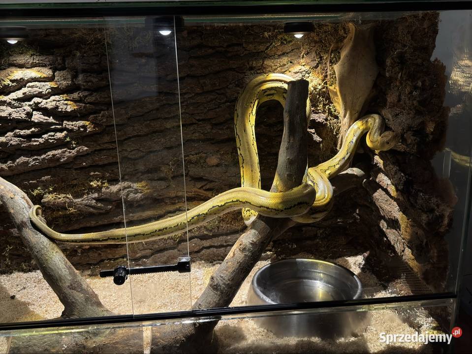 Wąż nie zbożowy siatkowy dwarf Żagań