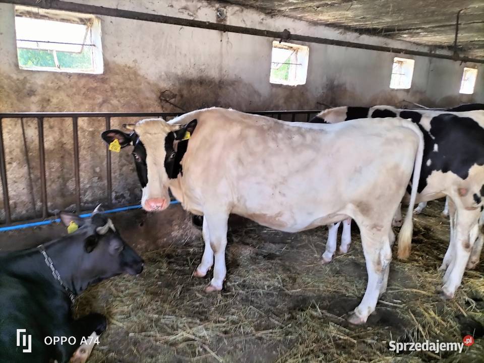 Jałówka wysokocielna Bieżuń