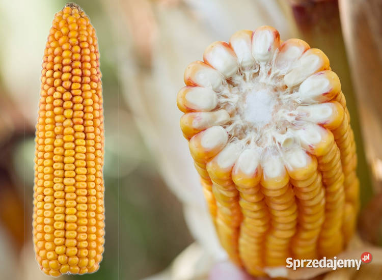 Materiał siewny kukurydza SM Vistula FAO 210220 Kłobuck