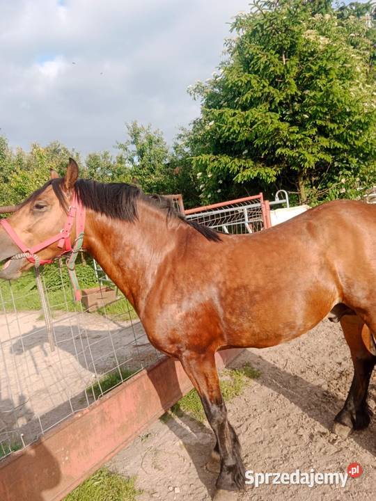 Ogier quatertinker 5 letni