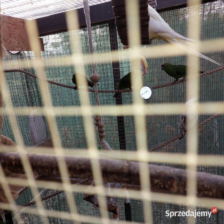 Sprzedam papugi