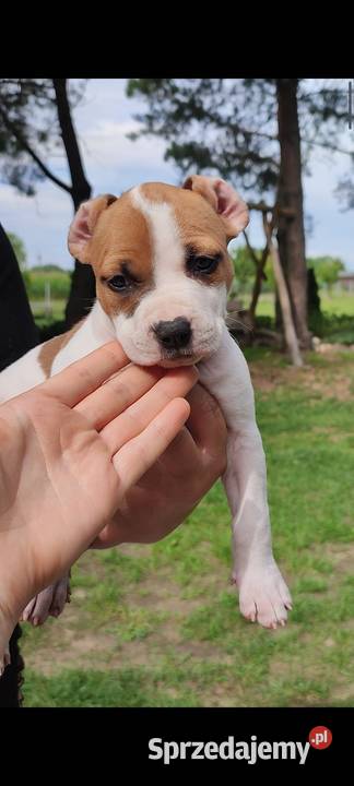 Amstaff American Staffordshire Terrier ZKwP FCI Białystok