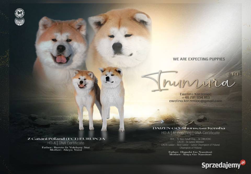 Akita Inu akita japońska szczeniaki zkwp FCI Częstochowa