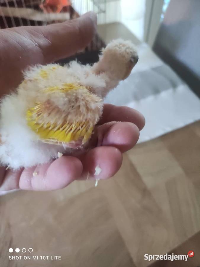 Papugi Modrolotki ręcznie karmione sprzedam Zgierz sprzedam