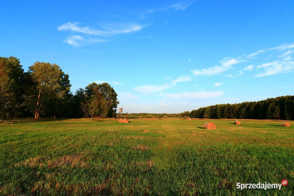 Działka łąka w pobliżu Białej Podlaskiej lubelskie sprzedam