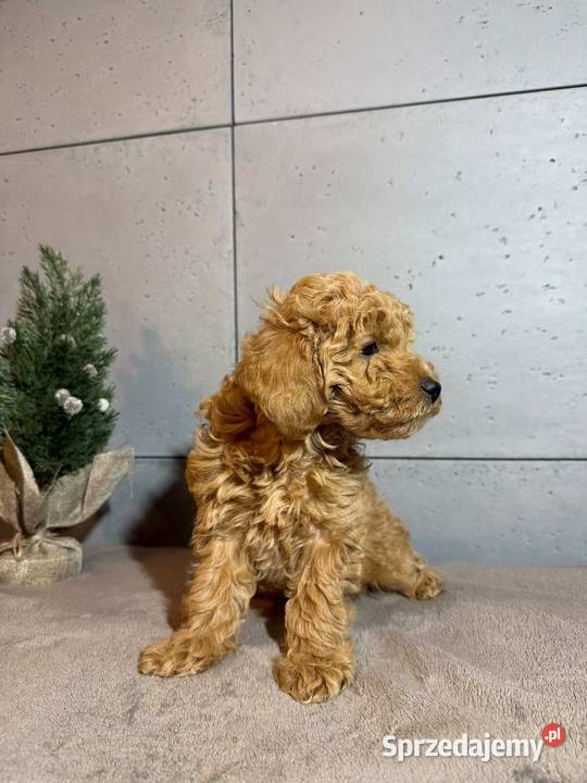 Piękny piesek rasy Pudel Toy Boreczek
