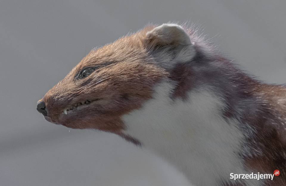 Pastuch elektryczny na kuny ochrona domu cennik dolnośląskie Wrocław