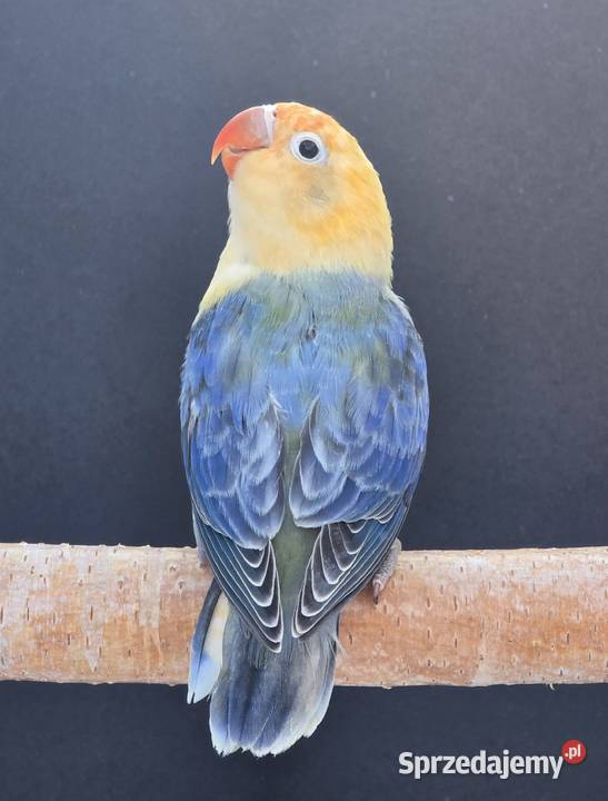 Nierozłączki Fischer młode do oswojenia I dolnośląskie Wrocław sprzedam