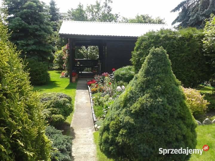 Sprzeda prawo do działki ROD Kajetany 300m2 Sprzedaż mazowieckie