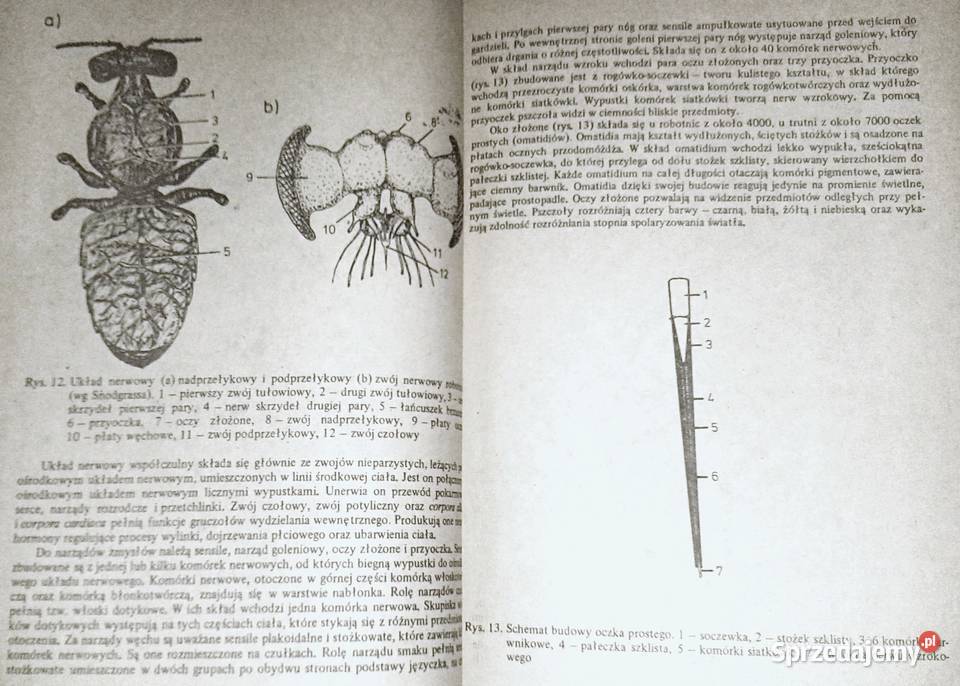 Choroby pszczół Zdzisław Gliński Jerzy Rzedzicki miękka Pozostałe