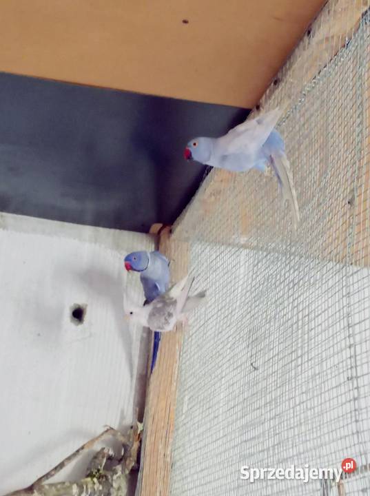 Aleksandretty Aleksandretta Podmokle Małe