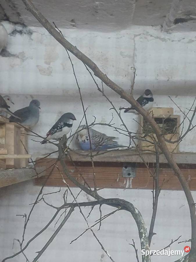 Sprzedam papugi faliste WPF i drobną egzotykę Błaszki sprzedam