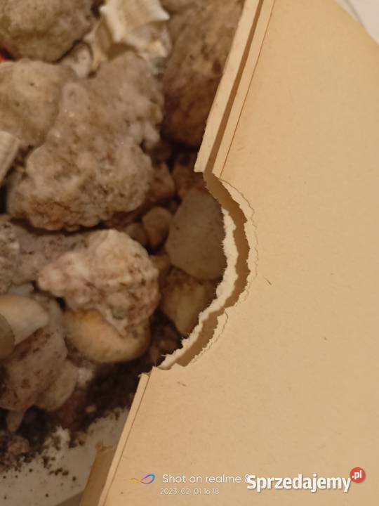 Duża i mała Ameryka Skowron książki pierwsze miękka mazowieckie