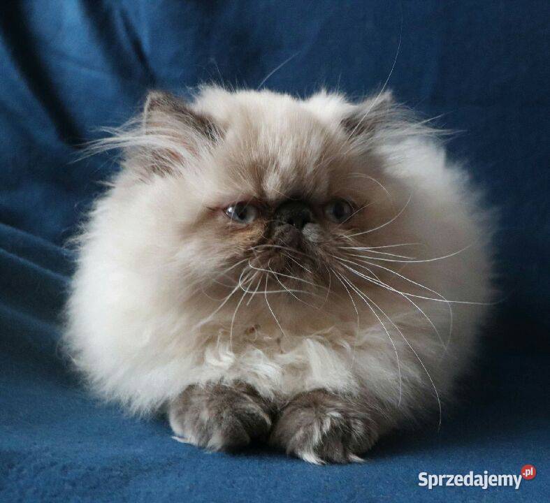 Piękne koteczki persy pointy himalaje Warszawa