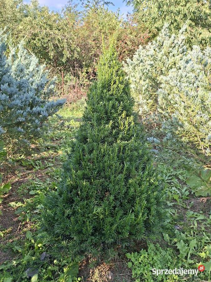 Cis Formowany StożekKula Bonsai mazowieckie