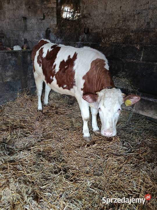 Jałówki na sprzedaż Kotlice sprzedam