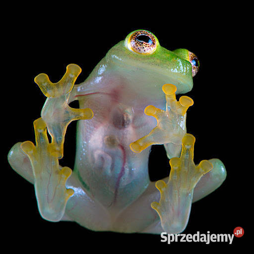 Hyalinobatrachium Fleischmanni Glass Frog Gady i płazy dolnośląskie Oława