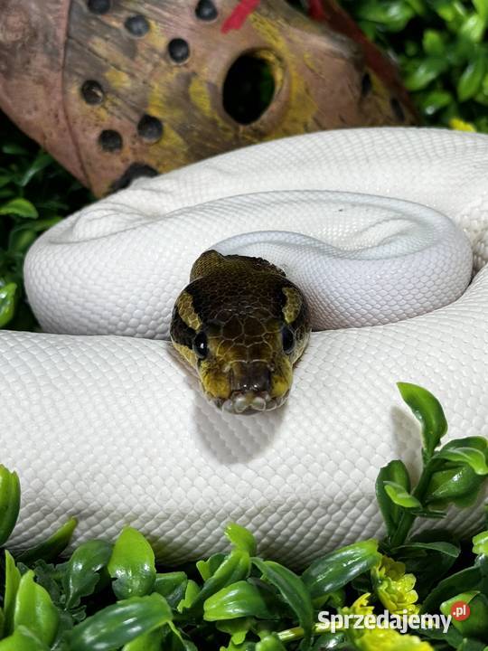 pyton królewski black pastel piebald bp pied małopolskie Kraków sprzedam