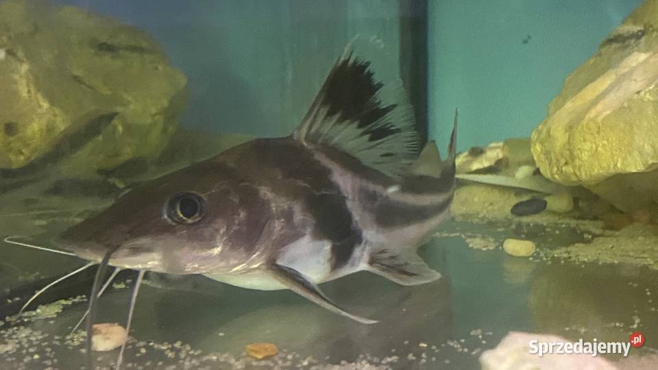 TABU Pimelodus auratus 2324 Warszawa mazowieckie