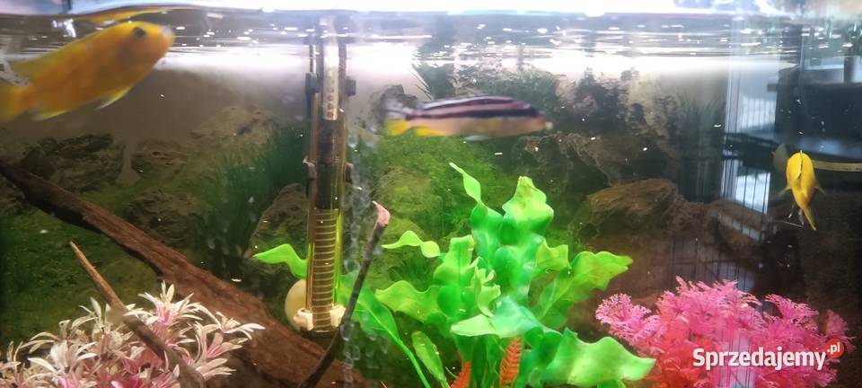 Oddam ptasie mleczko 4 pyszczaki Głowno sprzedam