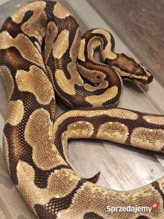 Pyton królewski Samiec Pastel łódzkie