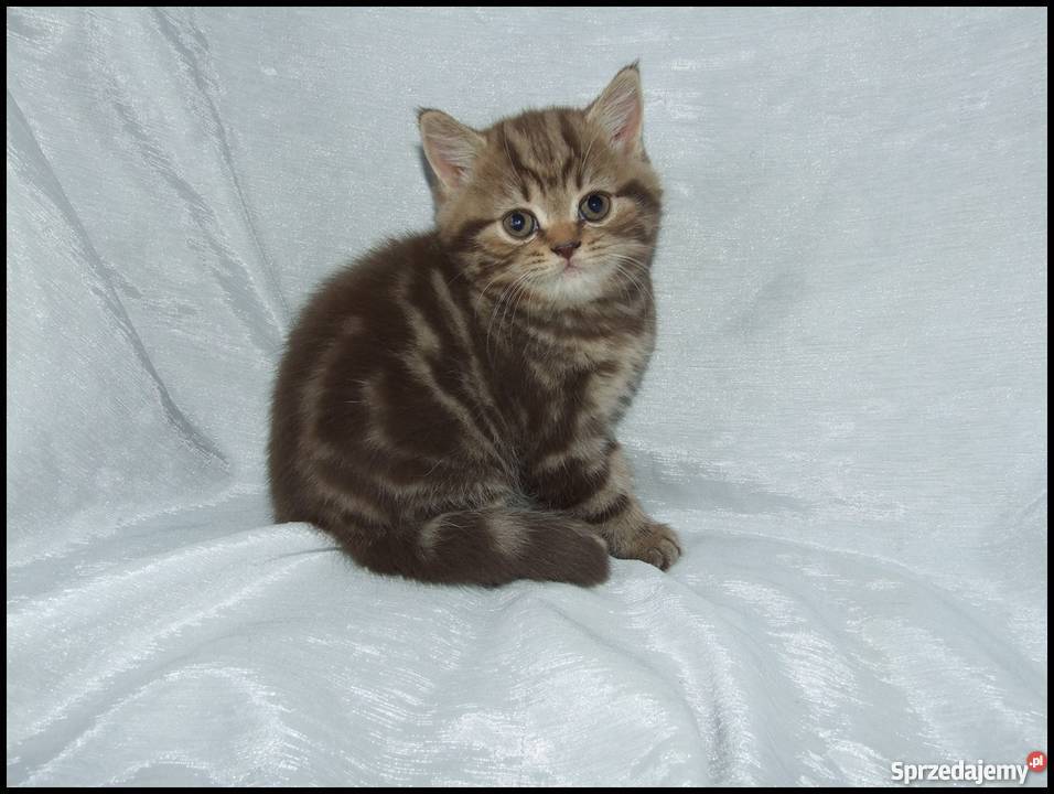 Kocięta Brytyjskie Silver Tabby Kraków sprzedam