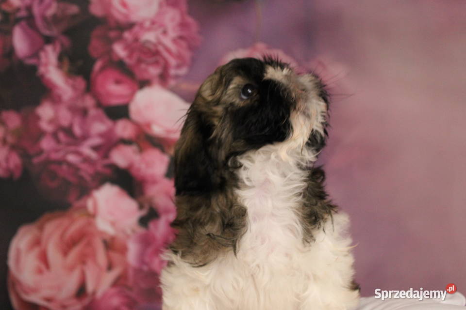 Szczeniak shihtzu