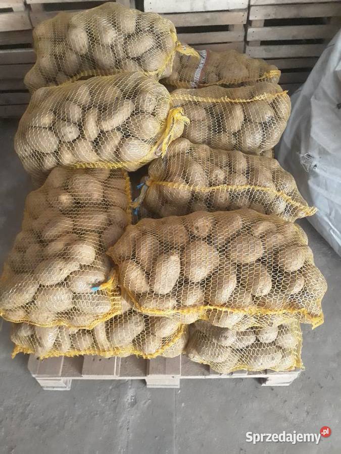 sprzedam ziemniaki odmiana JUREK sprzedam