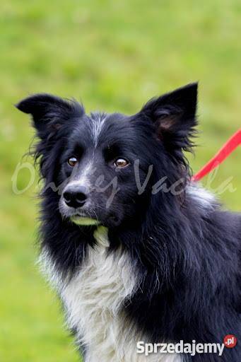 border collie sprzedam szczenięta Jelenia Góra