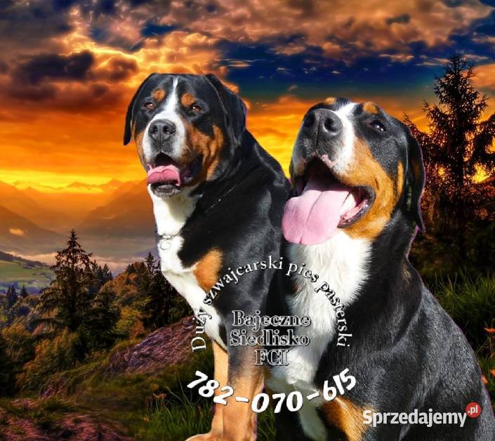 Duży szwajcarski pies pasterski szczeniak Dąbrowa Górnicza