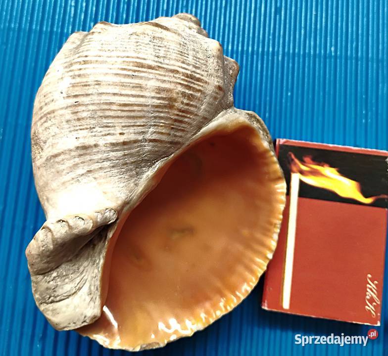 duży zestaw muszli sprzedam