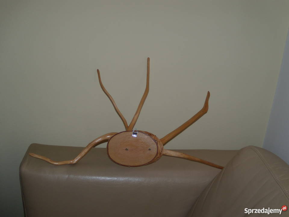 Ozdoba na ściane z naturalnych korzeni drzew Warszawa