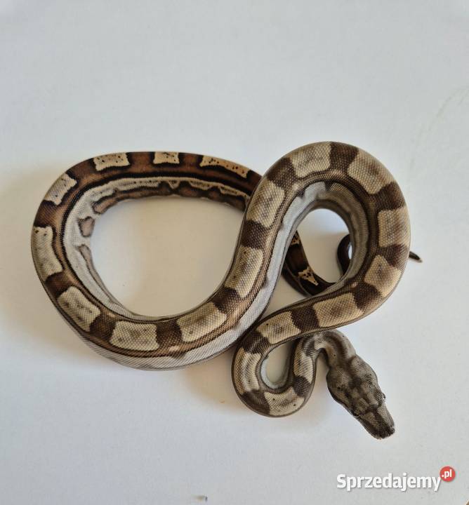 4 boa cesarski cb25 samica Chrzanów