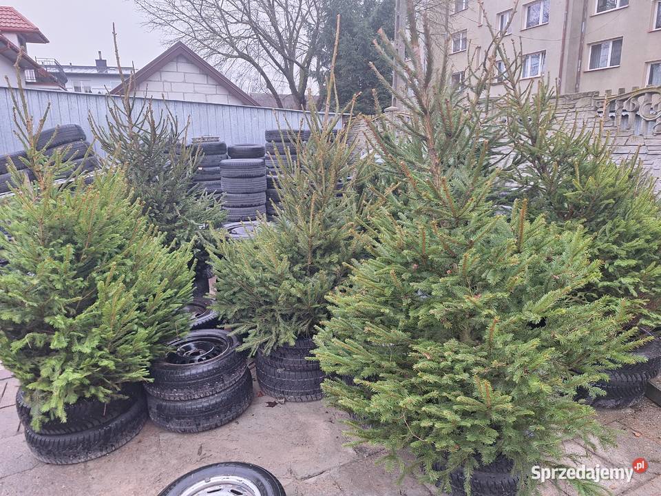 już mamy Jodły kaukaskie choinki cięte i Ciechanowiec