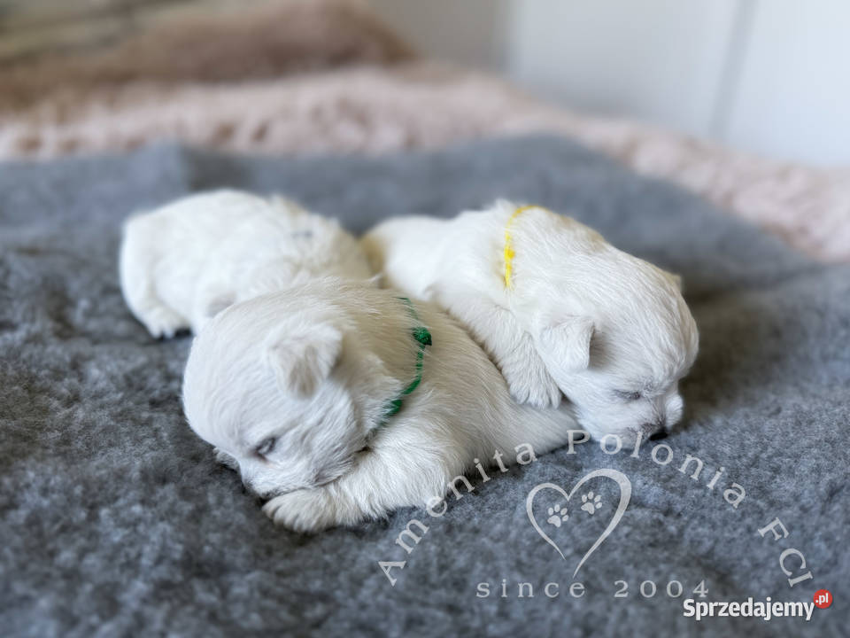 Szczenięta west highland white terrier FCI Poręba
