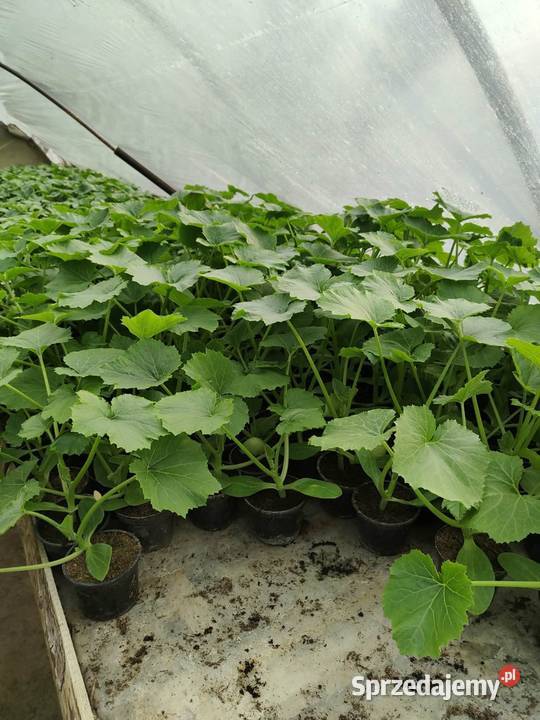 Rozsada Pomidory Ogórki Glew